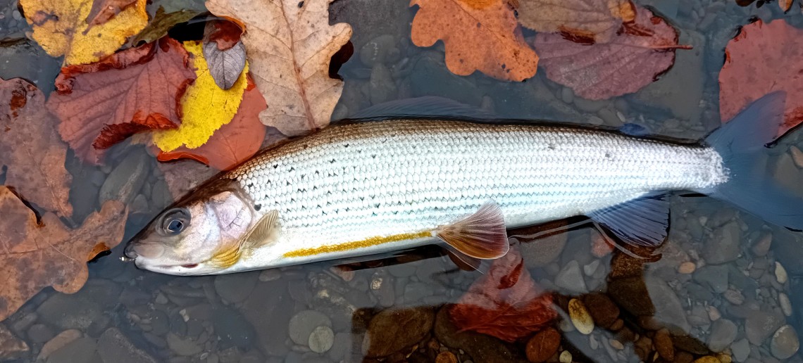 Ifron grayling from Melyn Cildu
